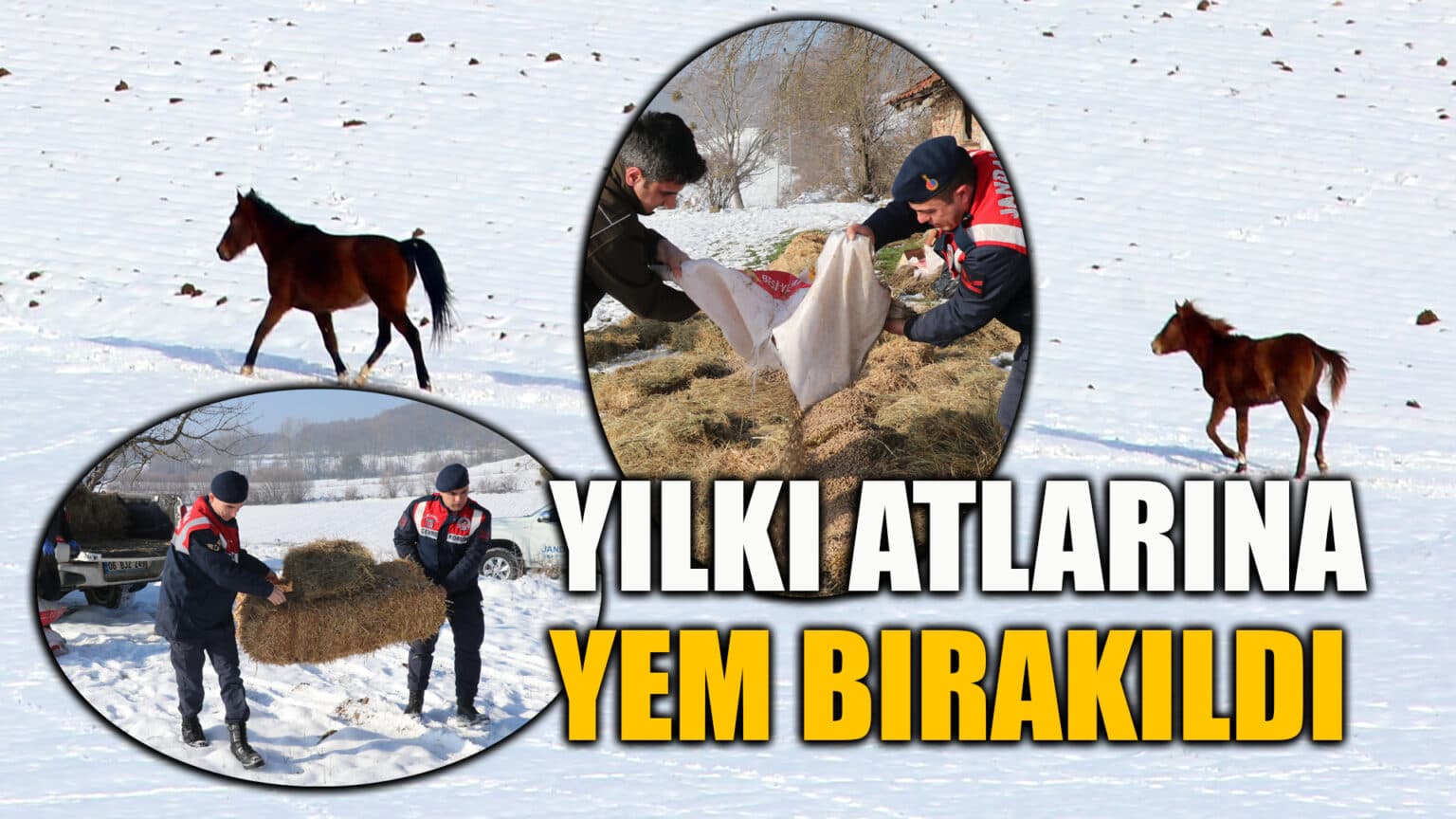 Bolu'da yılkı atları için karla kaplı yaylalara yem bırakıldı