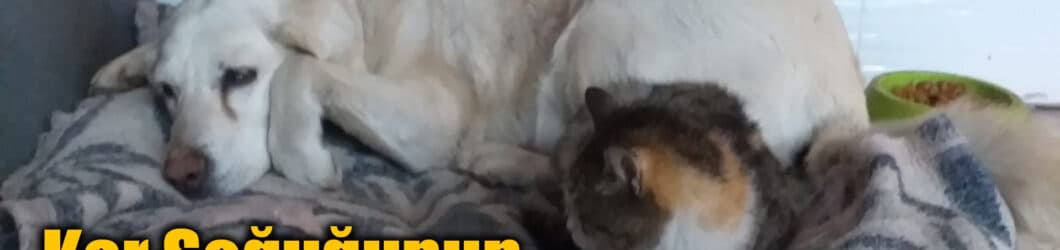 Safranbolu'da Soğuk Havaların Yeni En İyi Dostları: Venüs ve Sokak Kedisi!