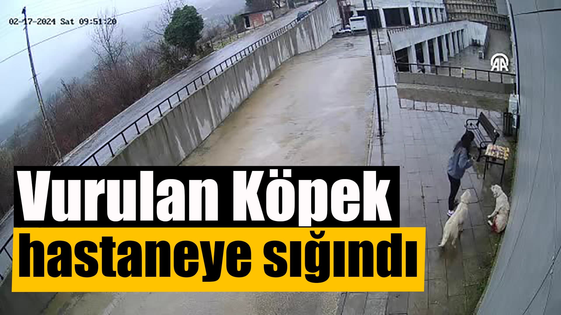 Kastamonu'da tüfekle vurulan köpeğin hastaneye sığınması güvenlik kamerasında