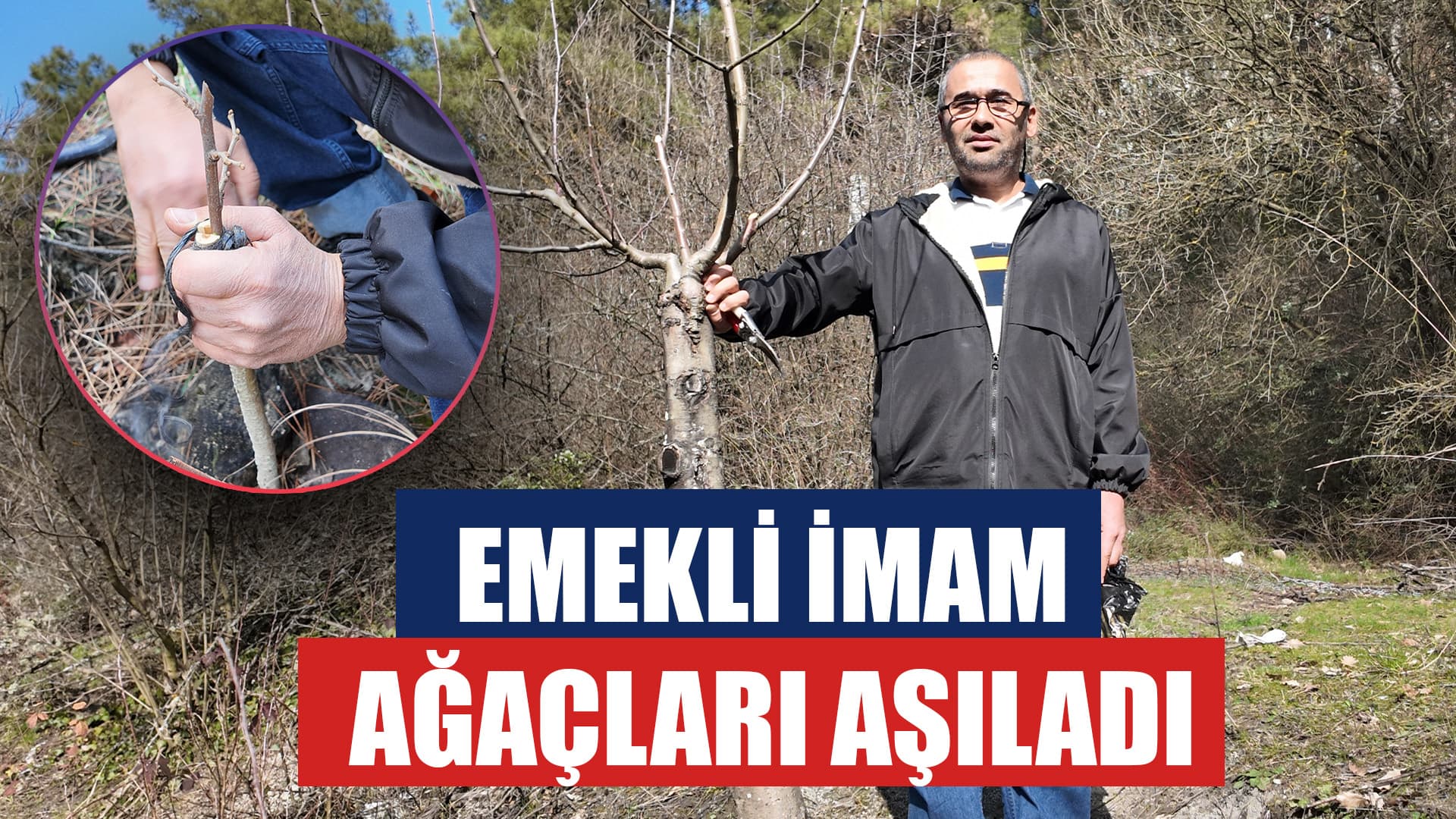 Karabük'te Emekli İmamın Aşıladığı Yabani Ağaçlar Meyve Veriyor