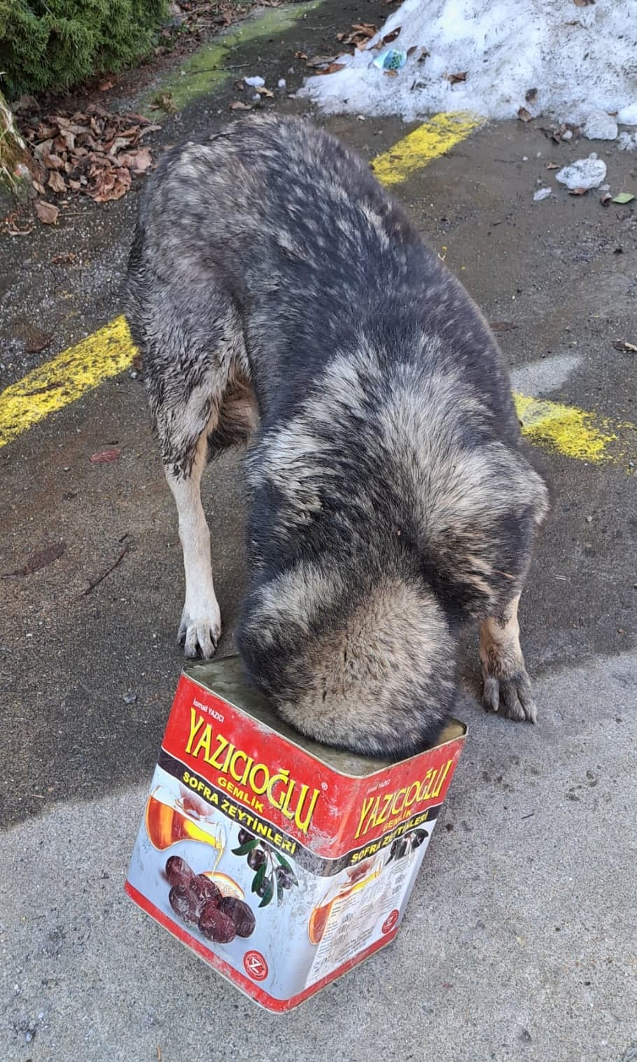 Bolu'da başı tenekeye sıkışan köpeği itfaiye kurtardı