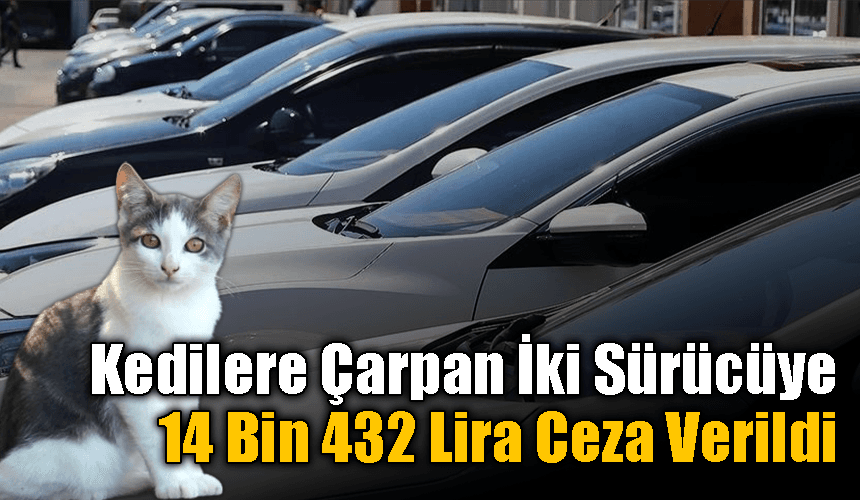 Karabük'te kedilere çarpan iki sürücüye 14 bin 432 lira para cezası verildi