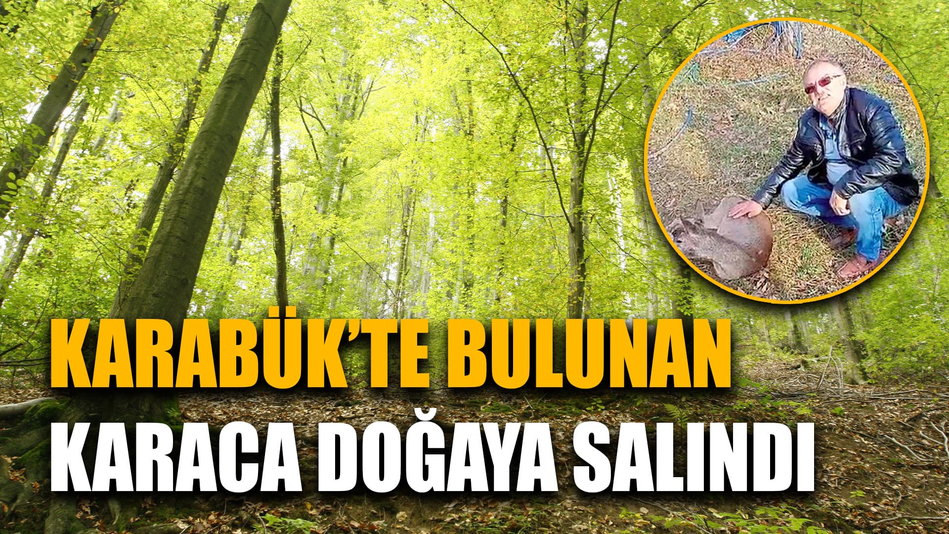 Karabük'te Bitkin Halde Bulunan Karaca Doğaya Salındı