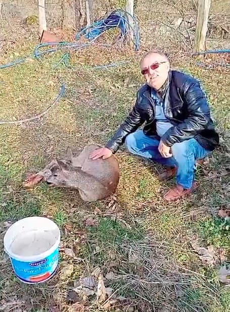 Karabük'te bitkin halde bulunan karaca doğaya salındı