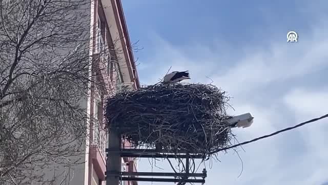 "Baharın müjdecisi" leylekler, Bolu'ya gelmeye başladı