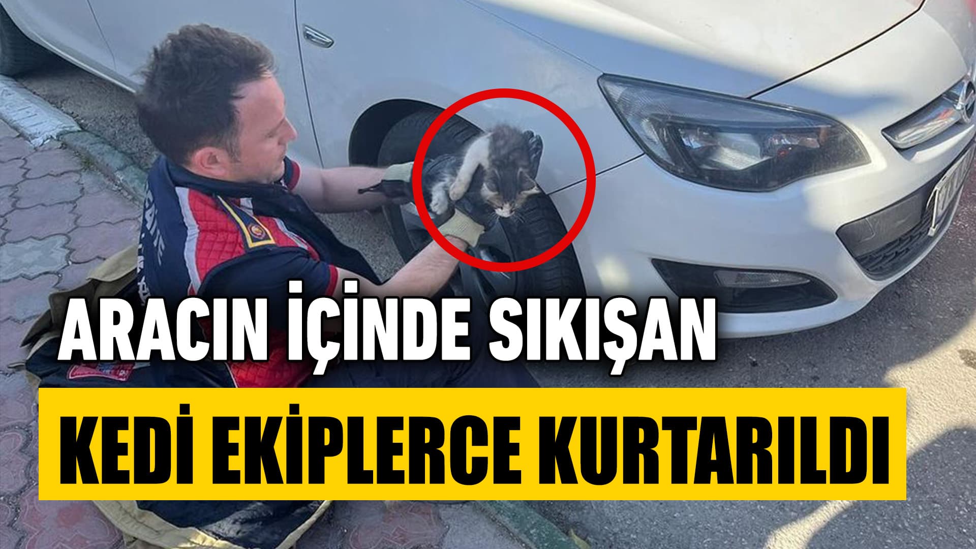Safranbolu'da Kedi Kurtarma Operasyonu