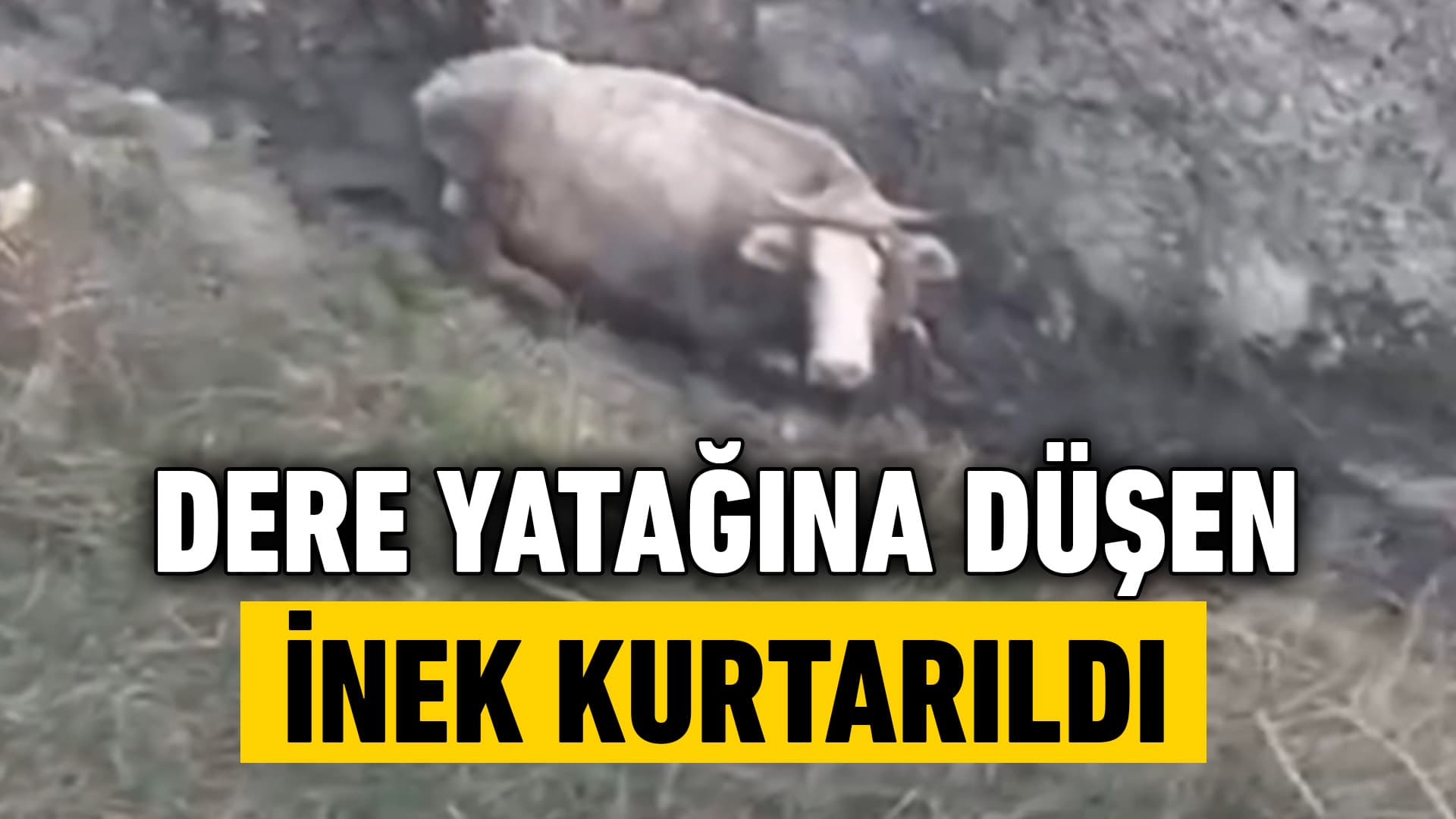 Karabük'te Dere Yatağına Düşen Gebe İnek İş Makinesiyle Kurtarıldı