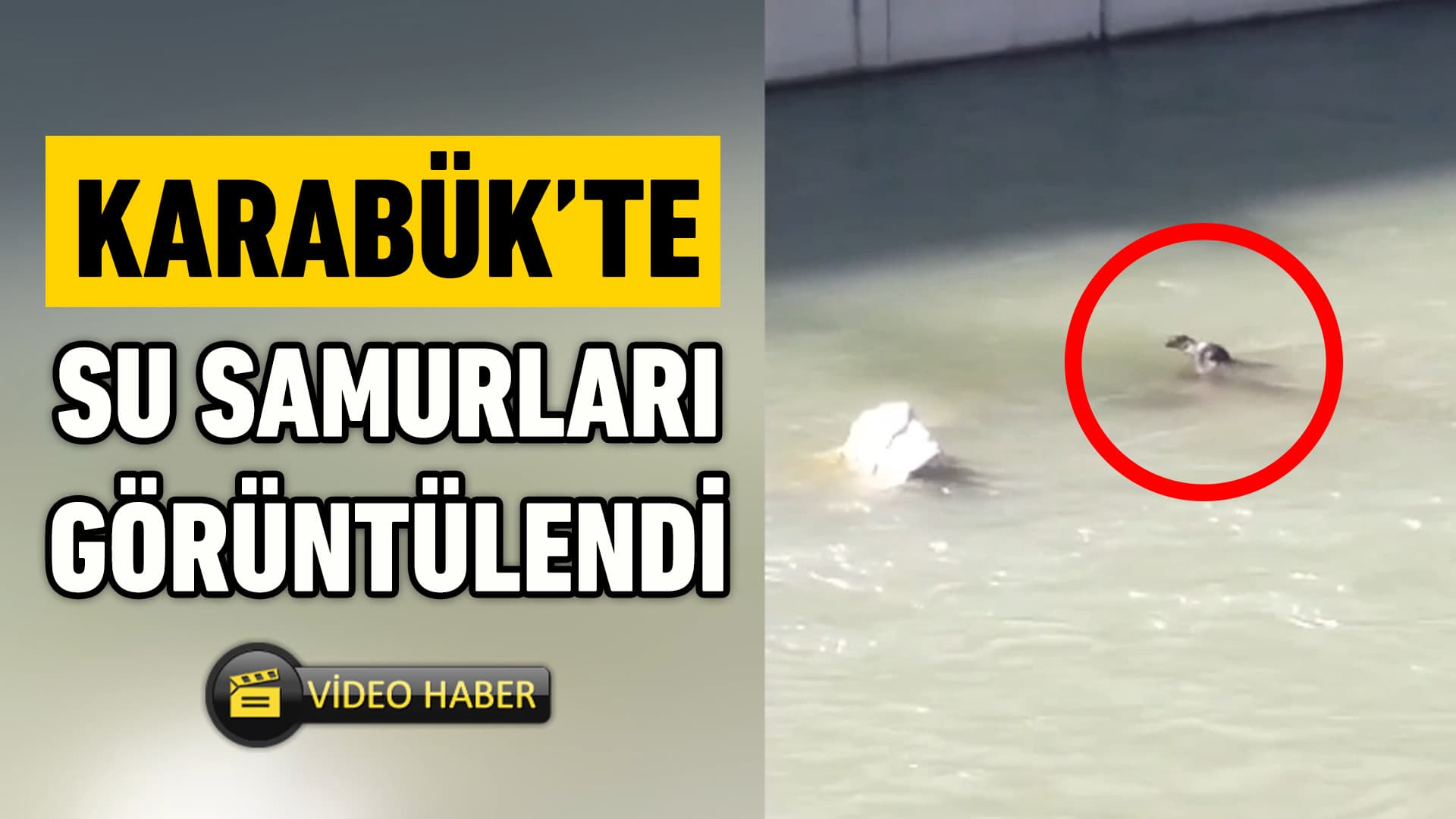 Karabük'te Su Samurları Görüntülendi
