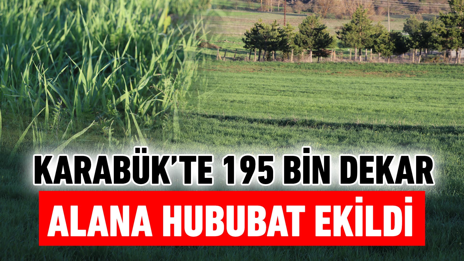 Karabük'te 195 bin dekar alana hububat ekildi