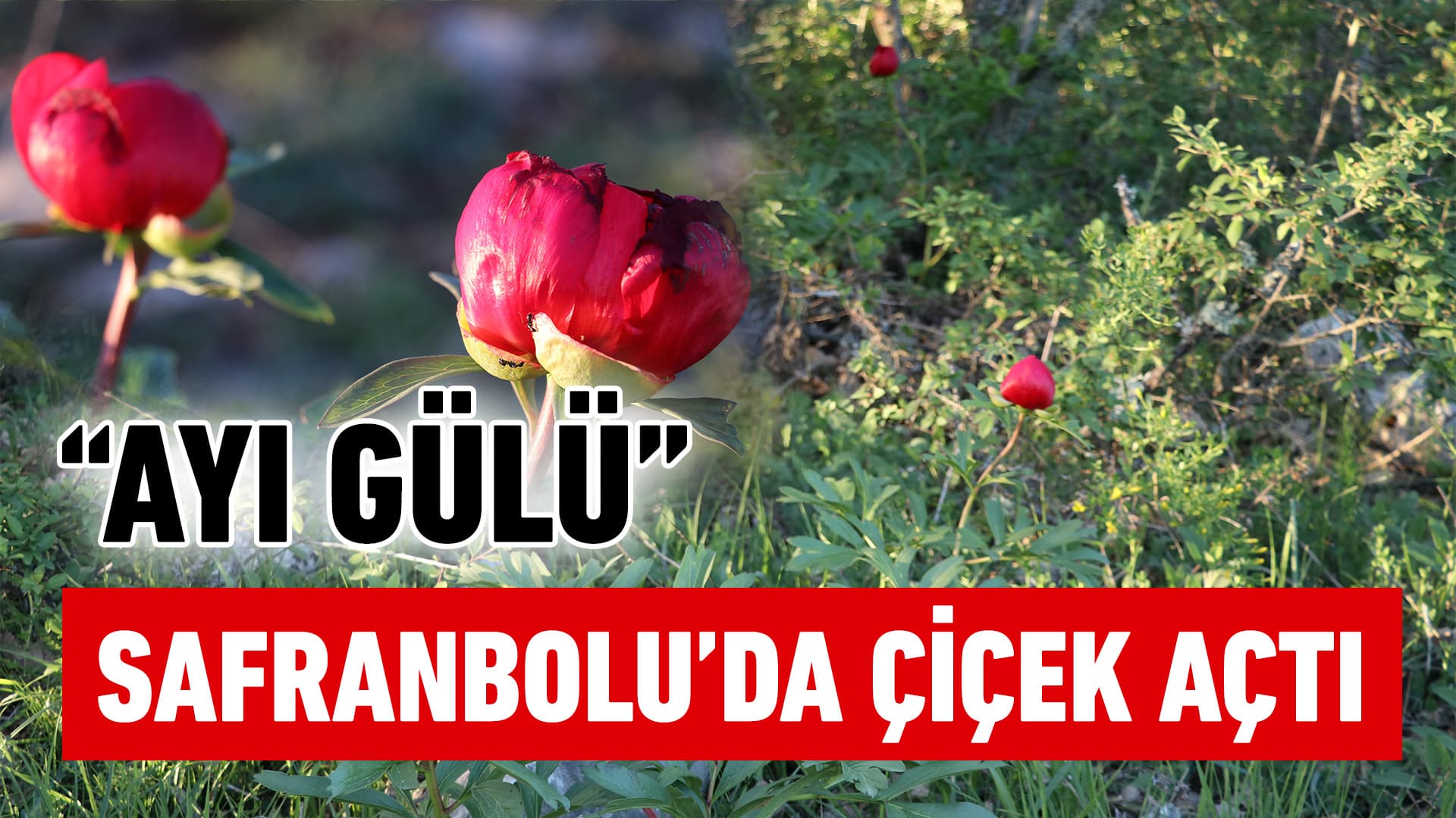 Karabük'te koruma altındaki "ayı gülü" çiçek açtı