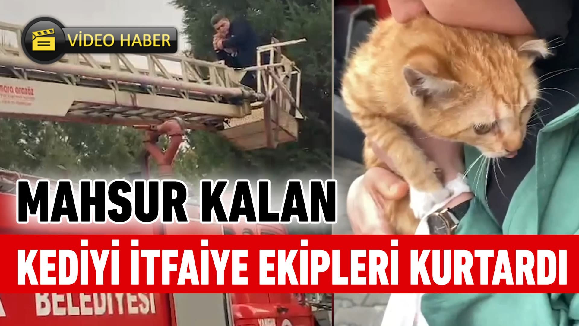 Karabük'te ağaçta mahsur kalan kediyi itfaiye kurtardı