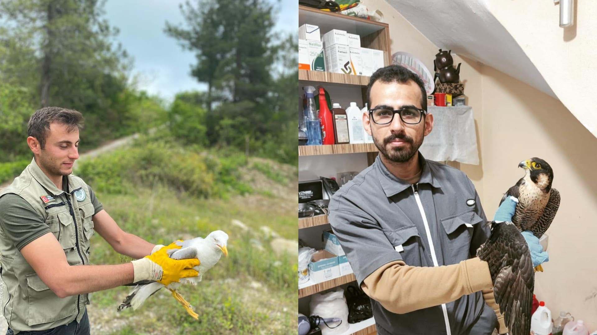 Kastamonu'da tedavi edilen doğan ve martı doğaya salındı