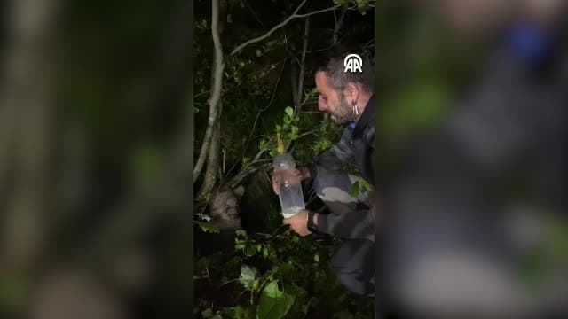 Yolda gördüğü ayı yavrusunu sütle besledi