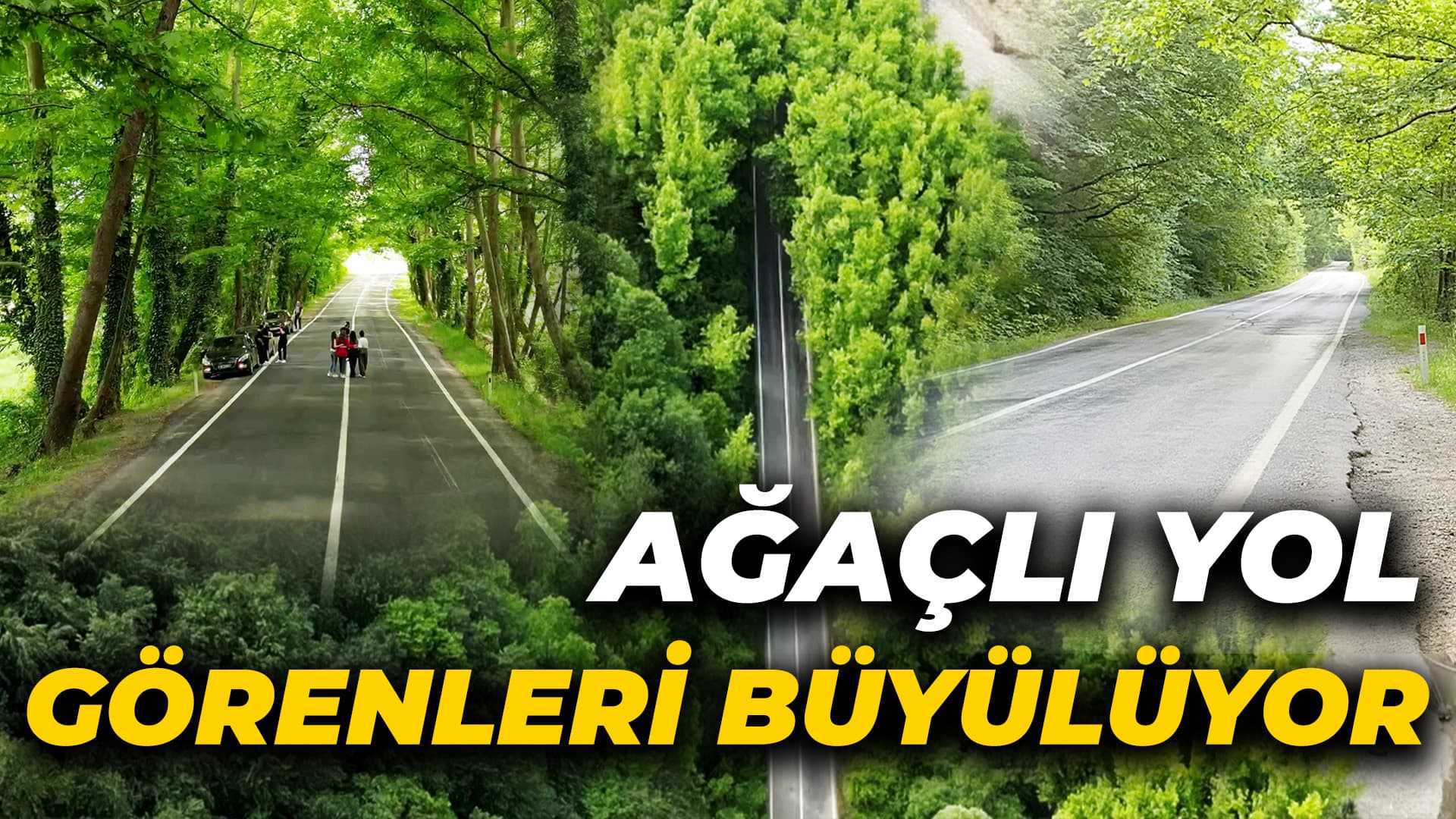 Safranbolu'nun ağaç tünelli yolları görenleri büyülüyor