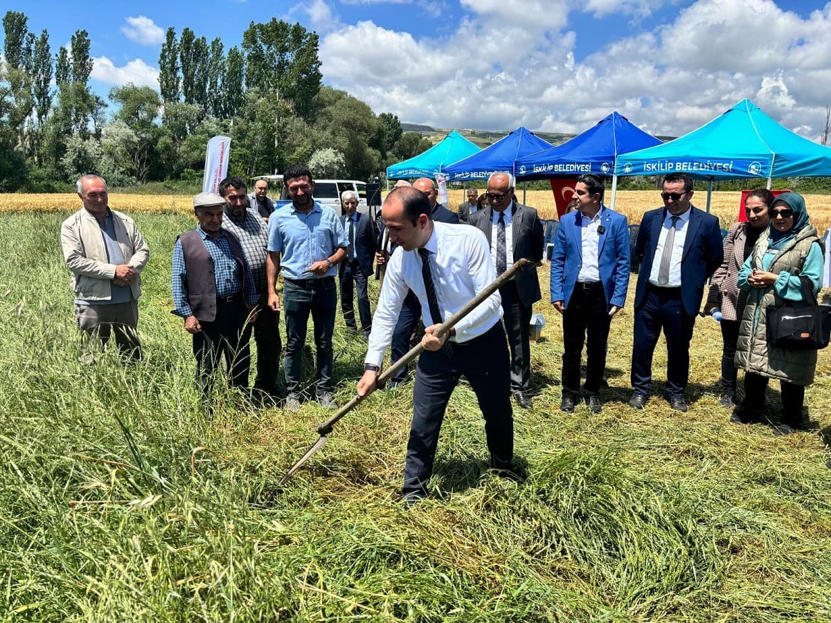 İskilip'te tarla günü etkinliği düzenlendi