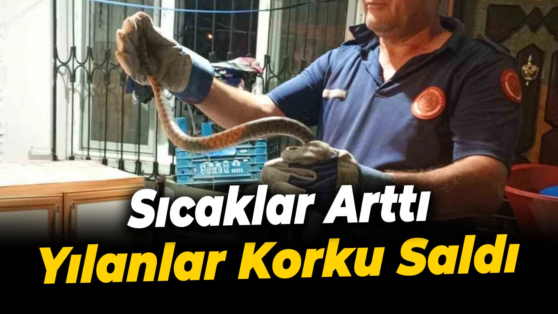 Karabük'te yılan paniği: Havalar ısındı, ihbarlar çoğaldı