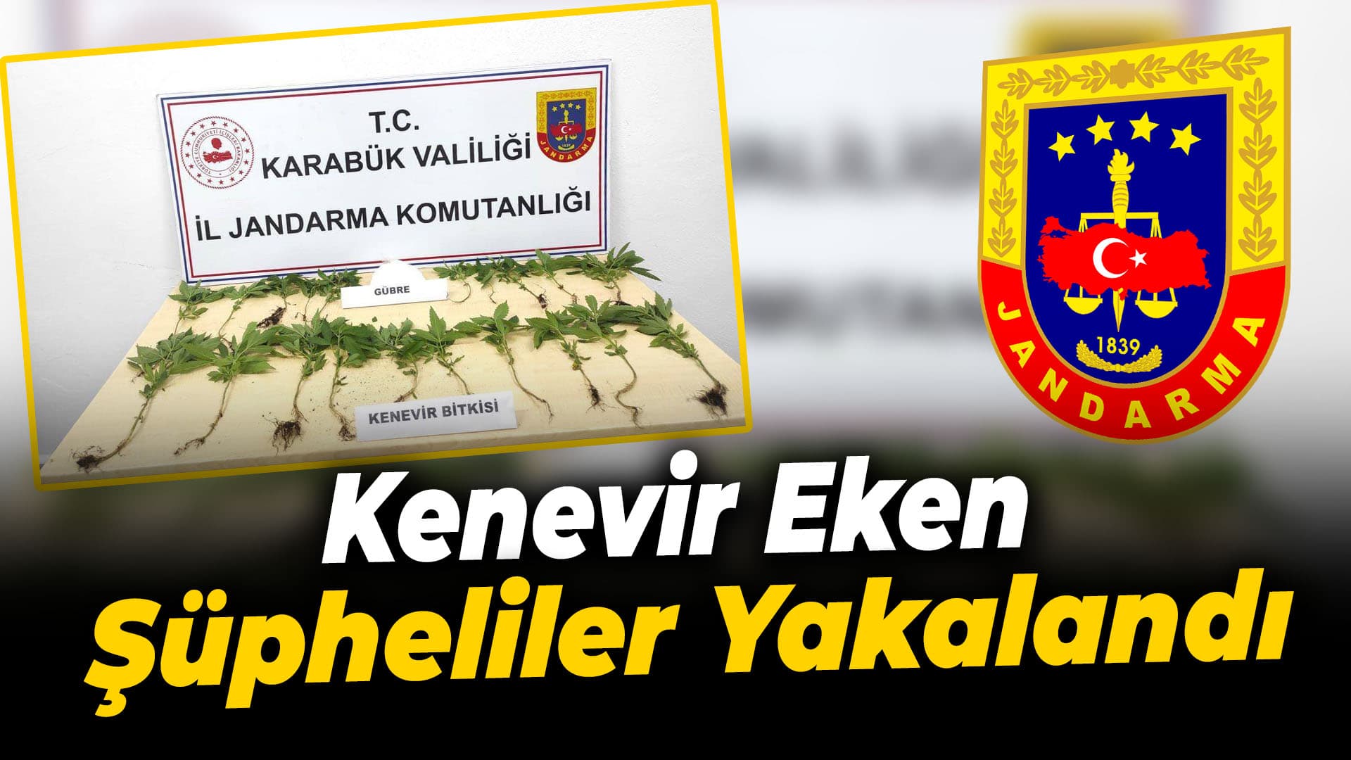 Safranbolu'da Ormanlık Alana Kenevir Ektiği İddia Edilen 2 Şüpheli Yakalandı