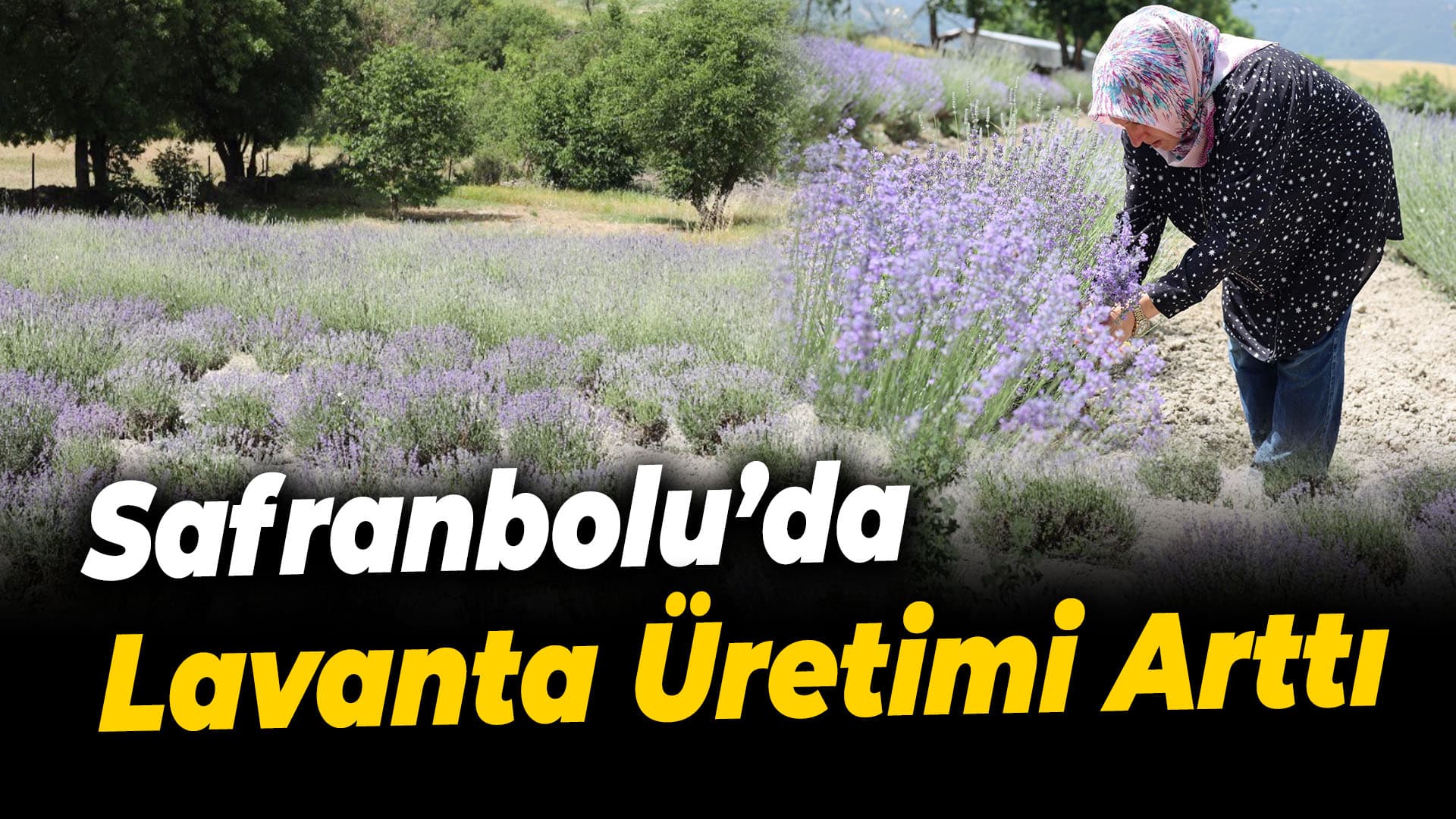 Safranbolu'da lavanta üretim alanında artış
