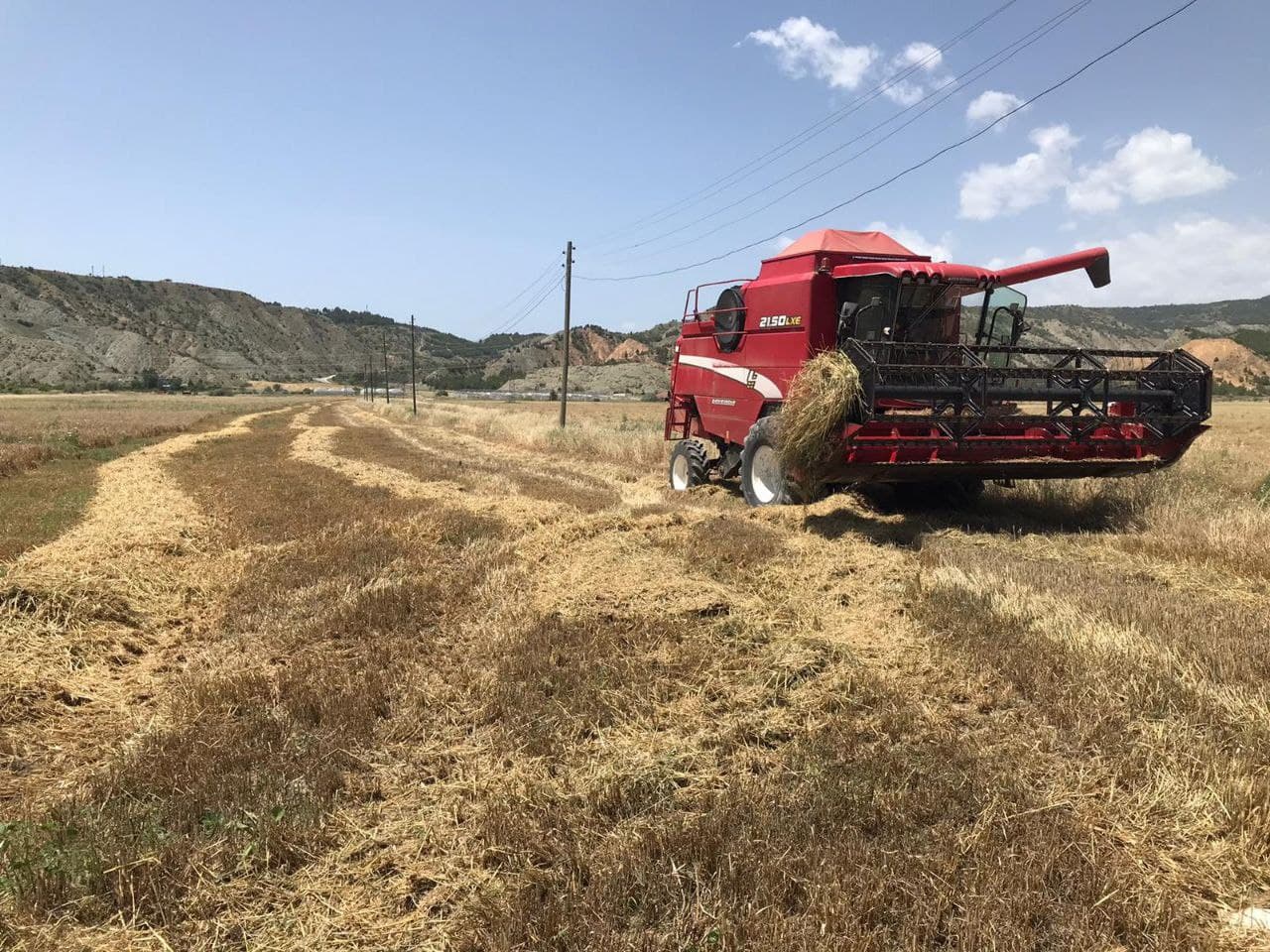 Dodurga'da arpa hasadı başladı