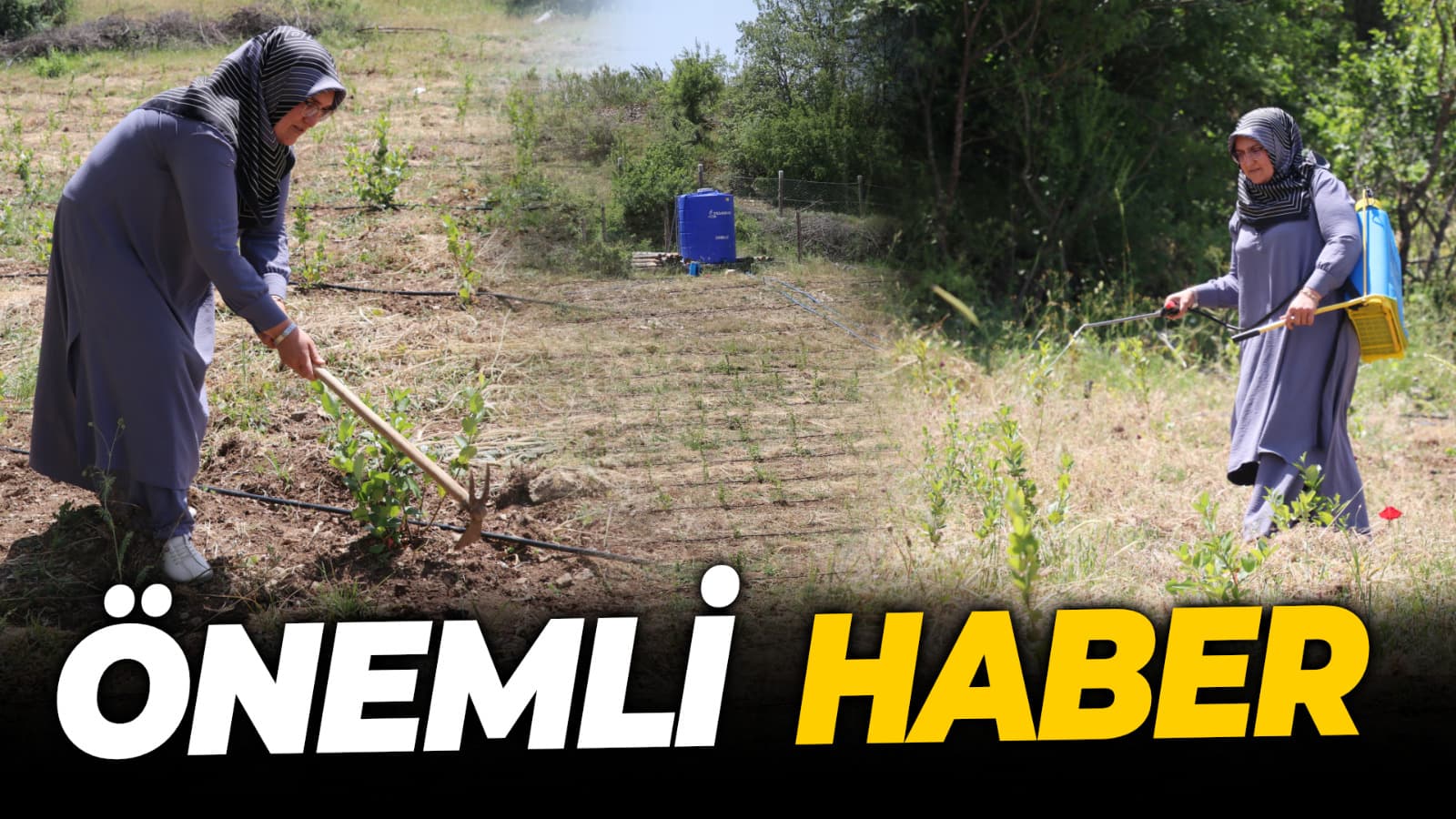 Hastalık nedeniyle tanıştığı aronyanın üretimine başladı