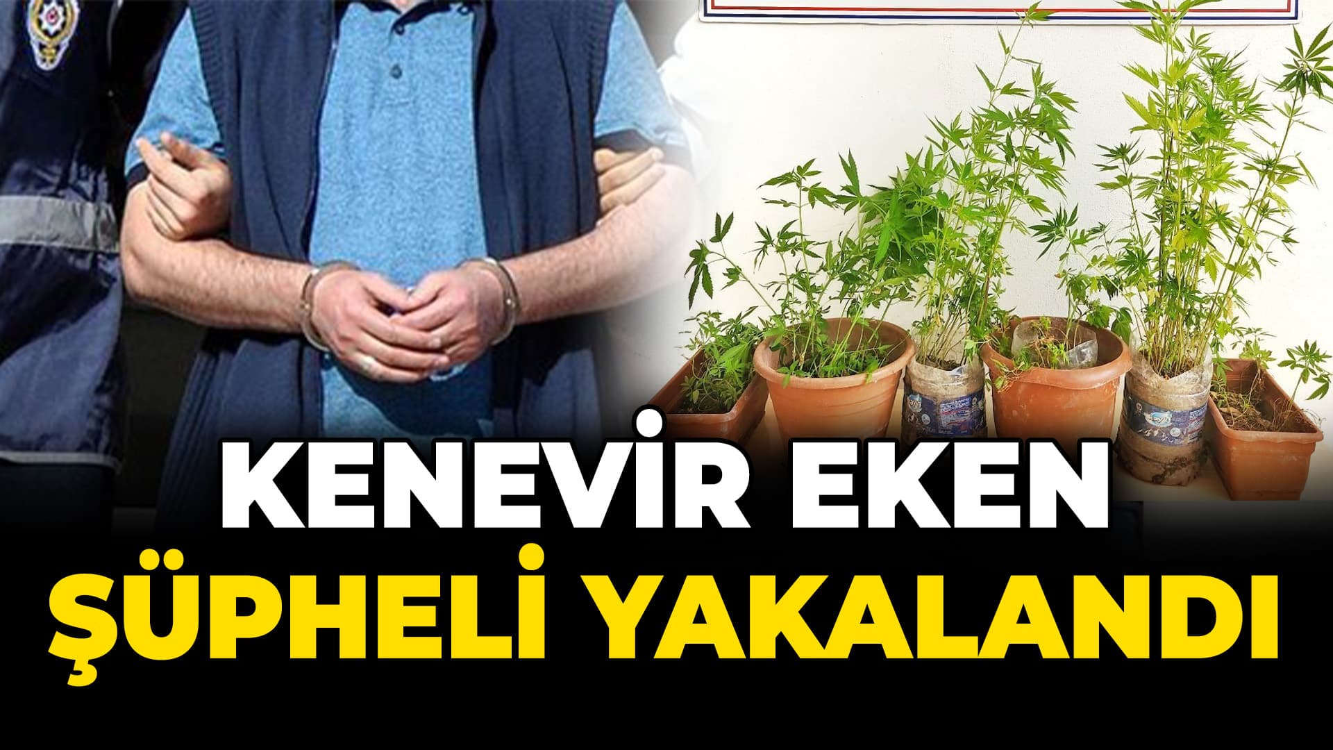 Safranbolu’da ormanlık alana kenevir ektiği iddia edilen şüpheli tutuklandı