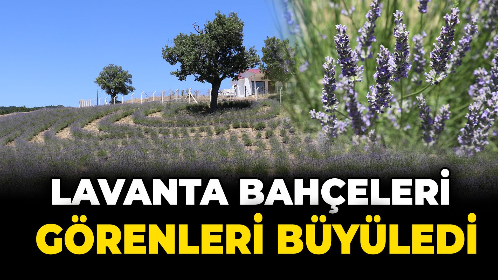 Karabük'te Çiçek Açan Lavanta Bahçeleri