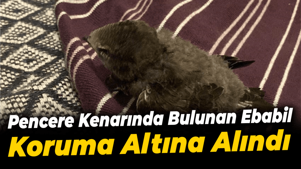 Karabük'te bitkin halde bulunan ebabil yavrusu korumaya alındı