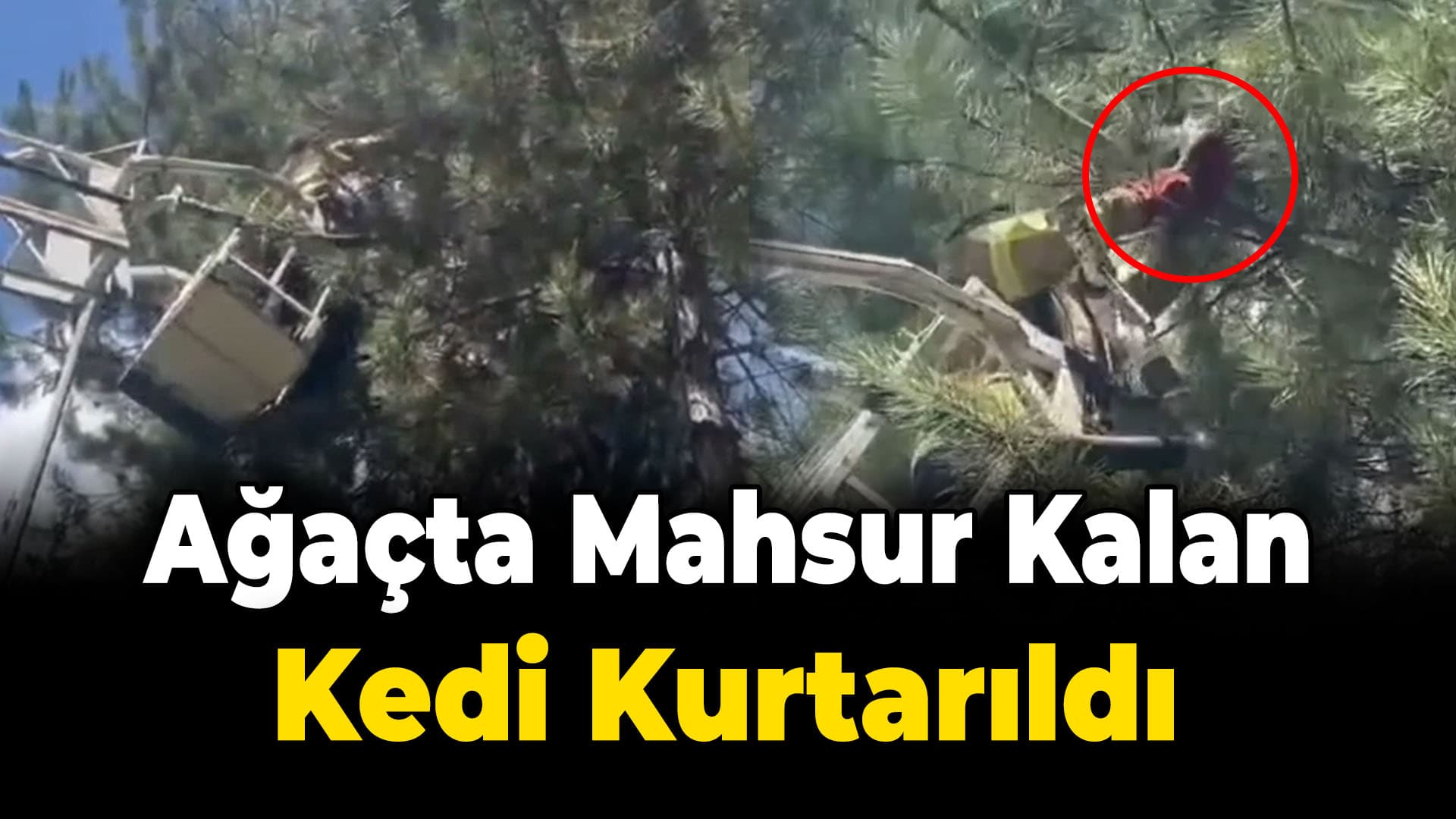 Karabük'te çam ağacında mahsur kalan kedi kurtarıldı