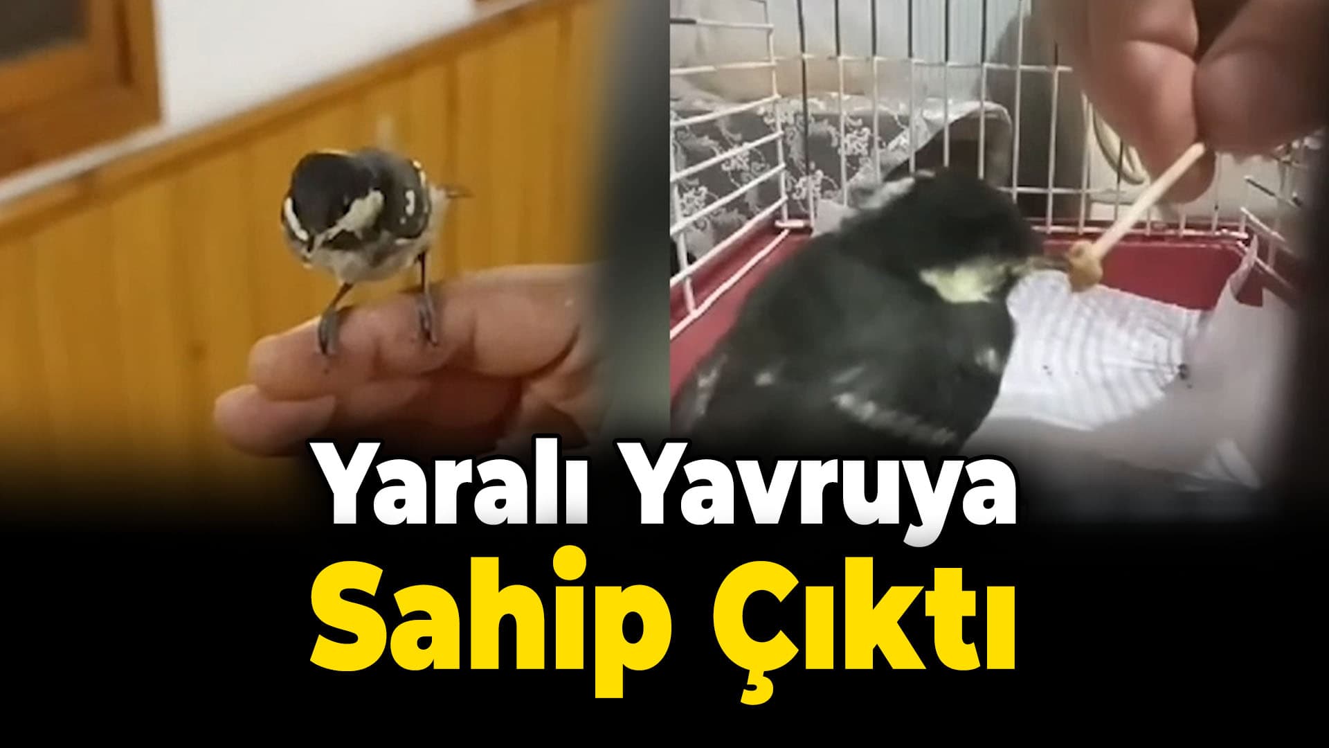 Safranbolu'da yaralı bulduğu yavru "büyük baştankara" kuşunu tedavi ettirdi