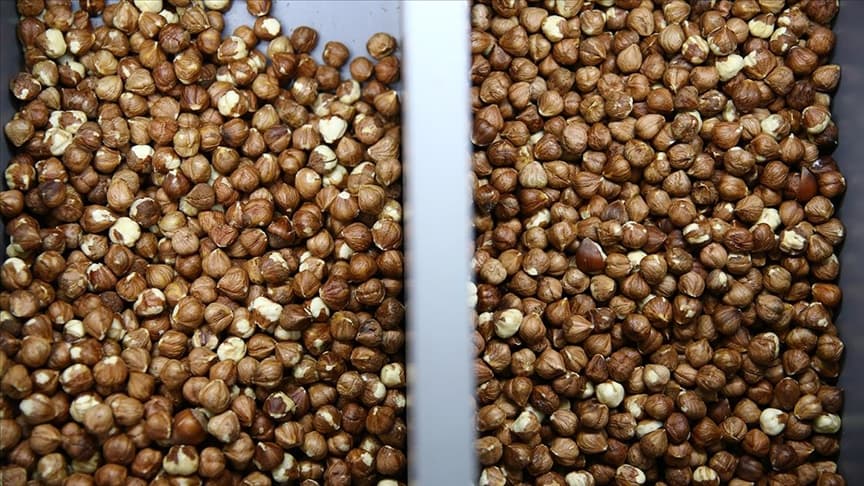 Almanya'ya 307 milyon dolarlık fındık satıldı