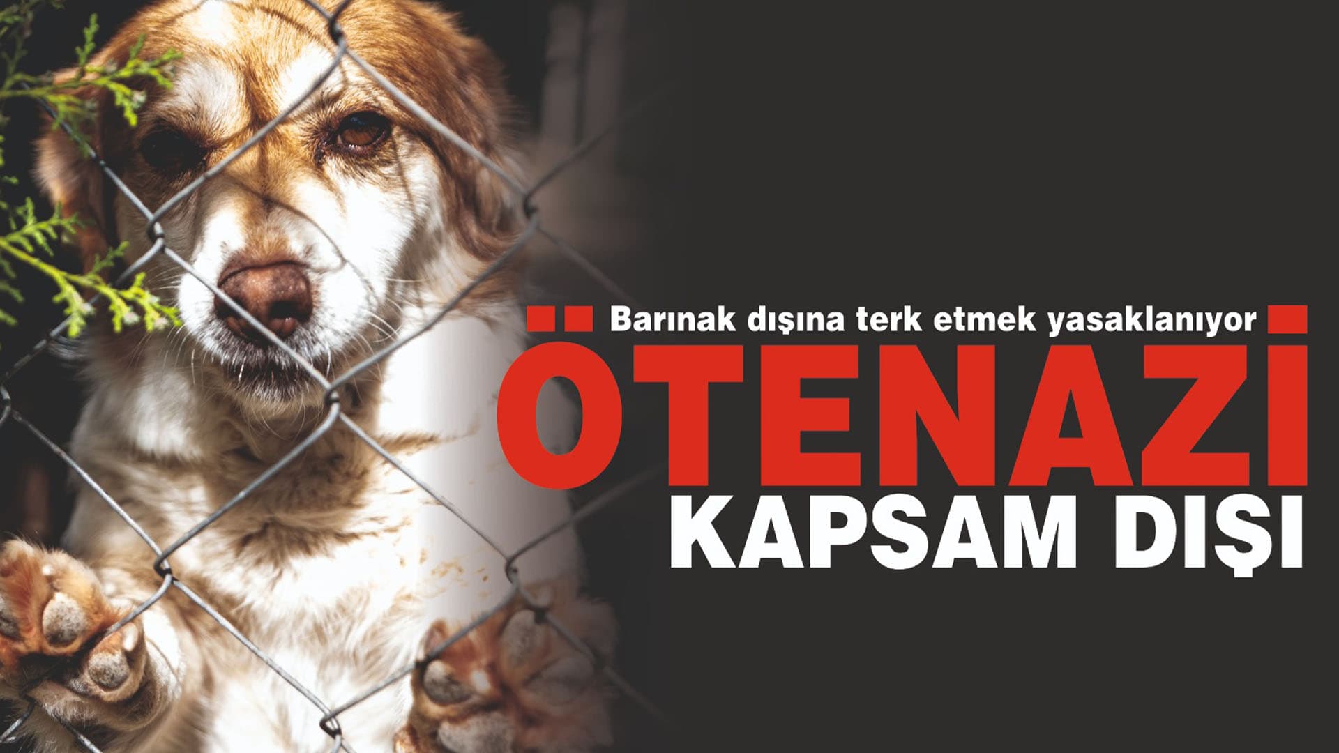 Ötenazi kapsam dışı! Barınak dışına terk etmek yasak olacak