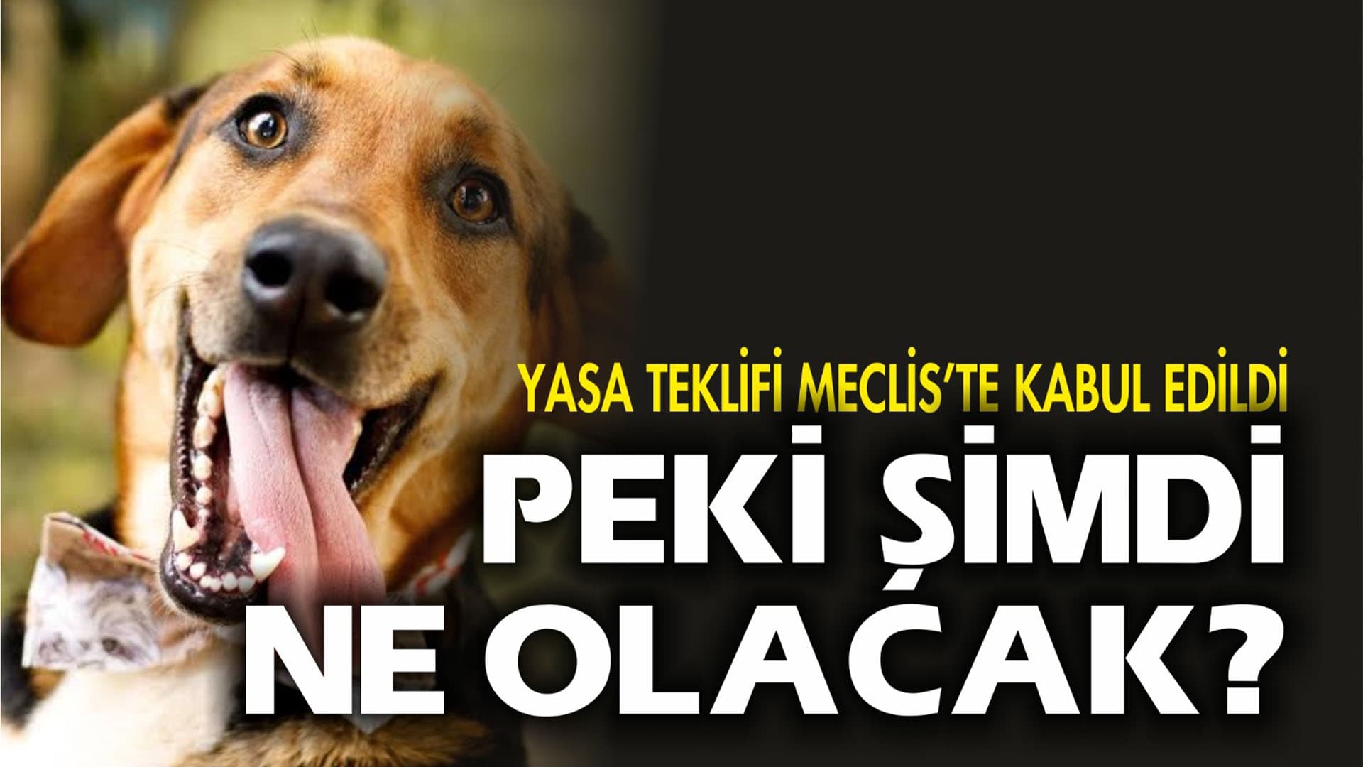 O yasa teklifi Meclis’te kabul edildi… Peki şimdi ne olacak?