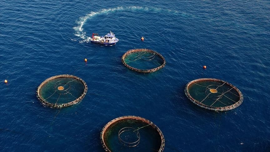 Doğu Karadeniz su ürünleri ihracatı yüzde 11 artışla kapattı