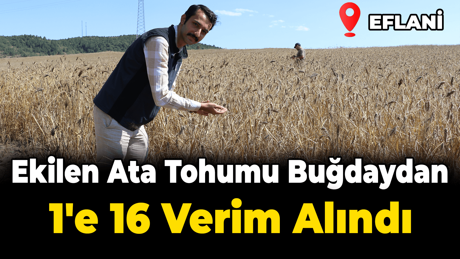 Eflani’de  deneme amacıyla ekilen ata tohumu buğdaydan 1'e 16 verim alındı