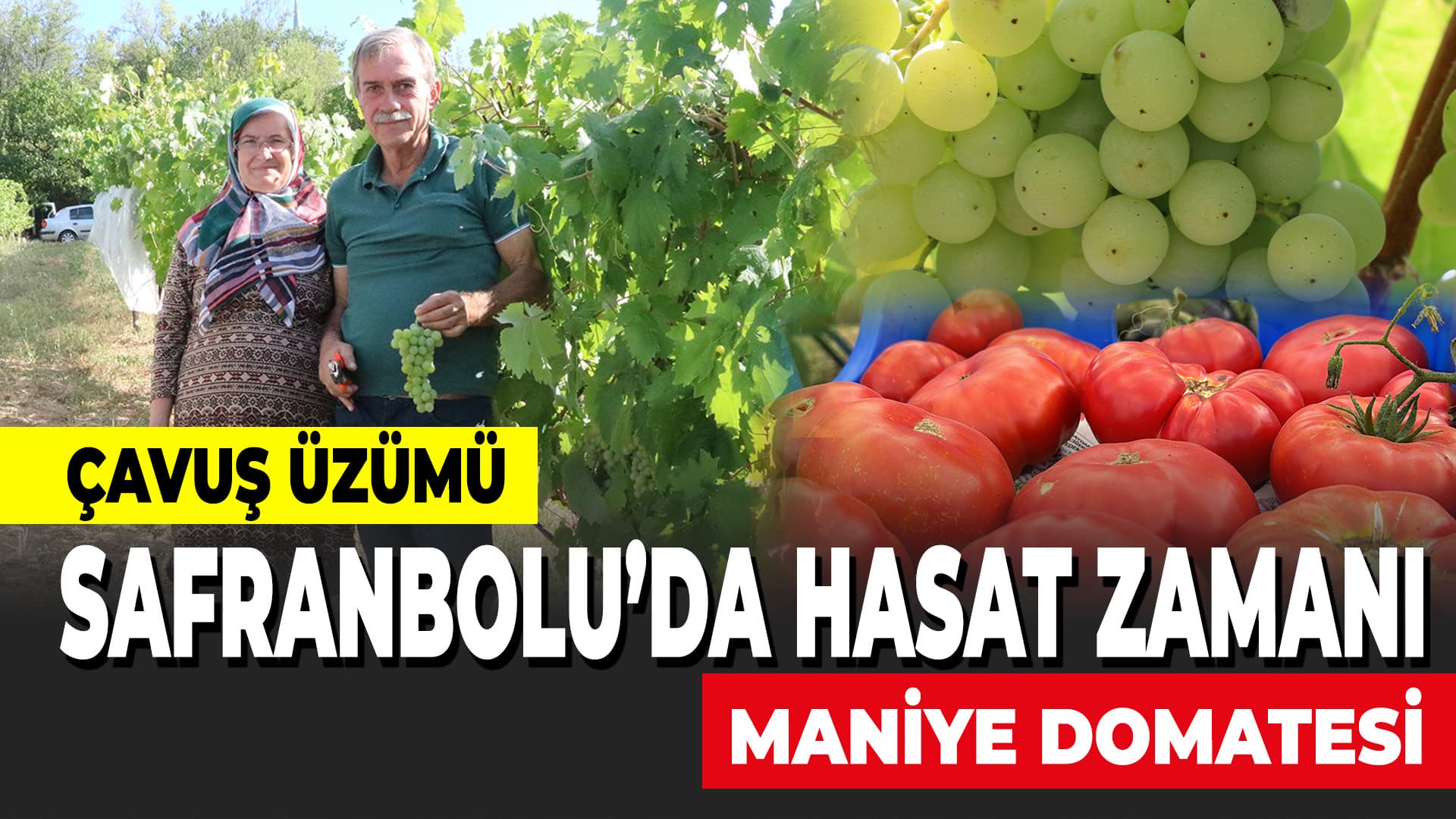 Safranbolu'nun coğrafi işaretli "çavuş üzümü" ve "maniye domatesi"nde hasat başladı