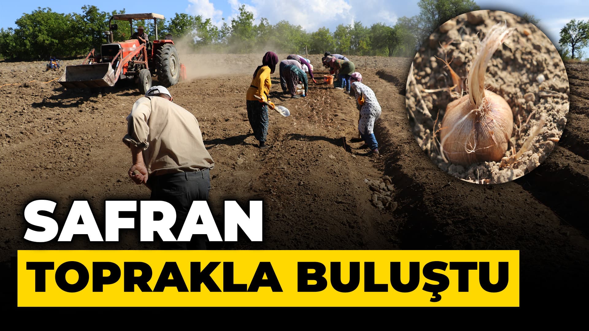 Karabük'te safran toprakla buluştu