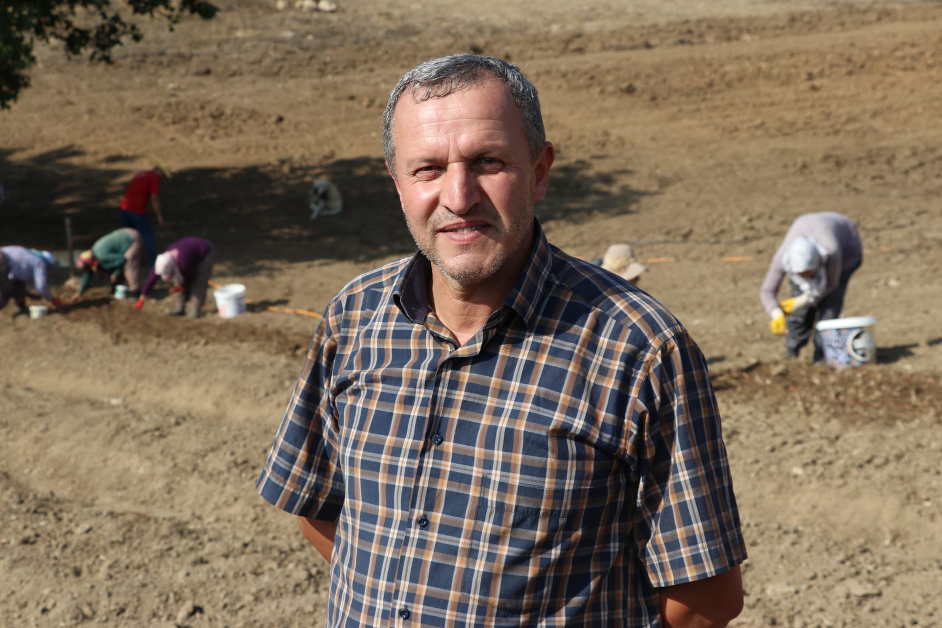 Safranbolu'da safranın erken çiçek açması için örtü yöntemi uygulandı