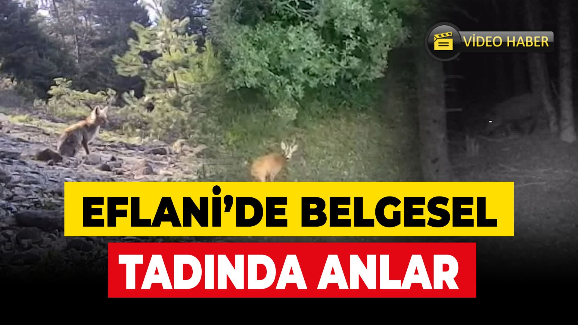 Eflani'de yaban hayatı fotokapanla görüntülendi