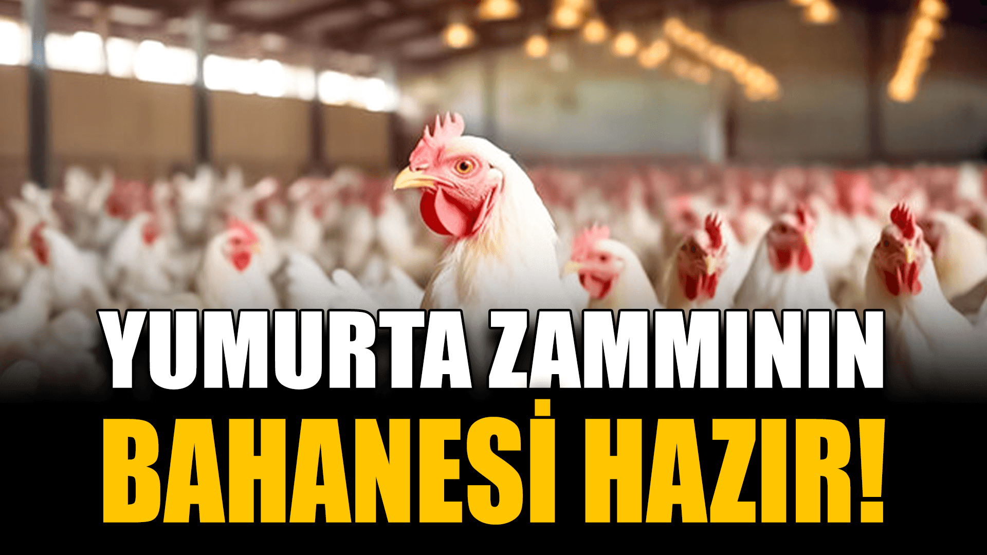 Tavuk üretimindeki aylık düşüş endişe yarattı