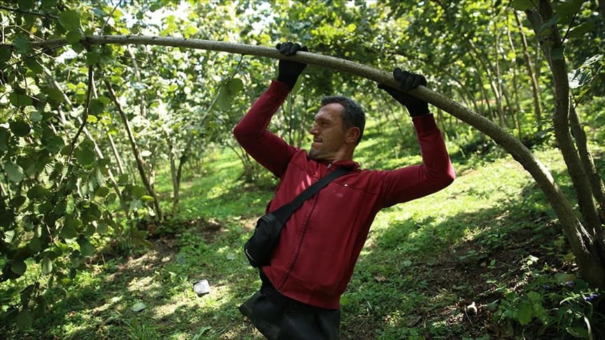Bedensel engelli sporcu fındık toplayarak aile ekonomisine katkı sağlıyor