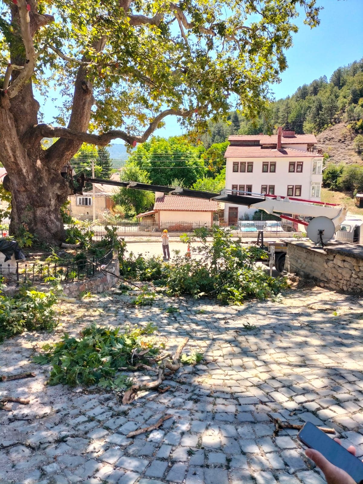 Mudurnu'da anıt ağacın bakımı yapıldı