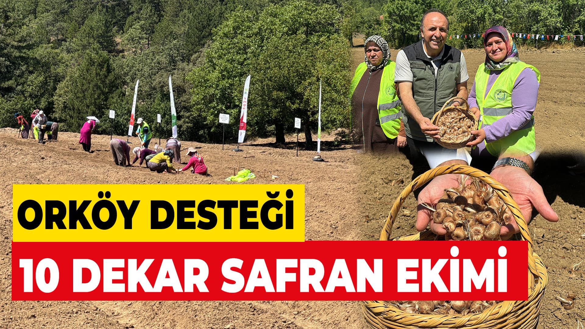 Karabük'te ORKÖY desteğiyle 10 dekar alana safran ekildi