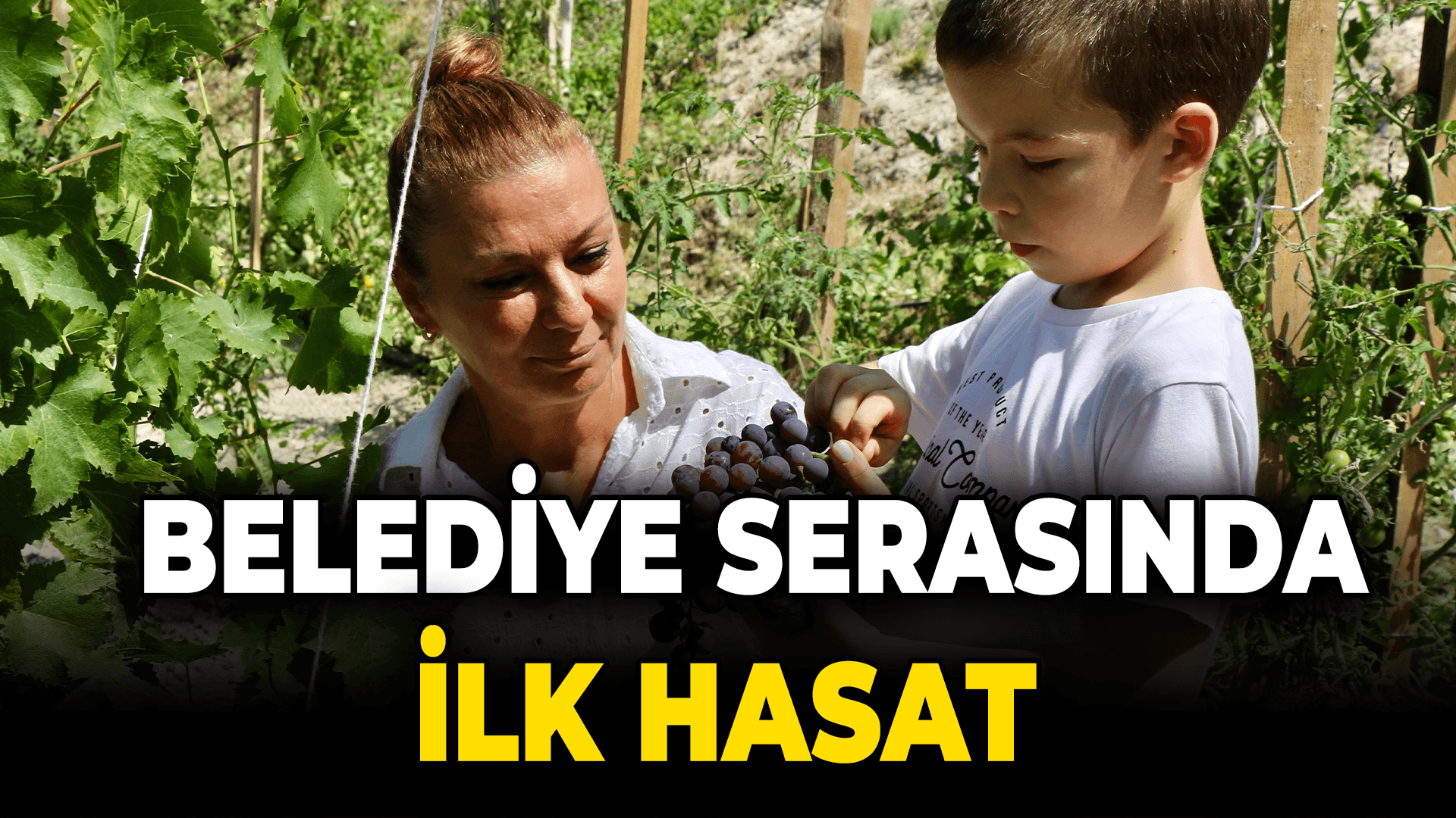 Safranbolu Belediyesi Seralarında Çavuş Üzümünün İlk Hasadı Yapıldı