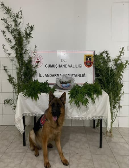 Gümüşhane'de uyuşturucu operasyonu