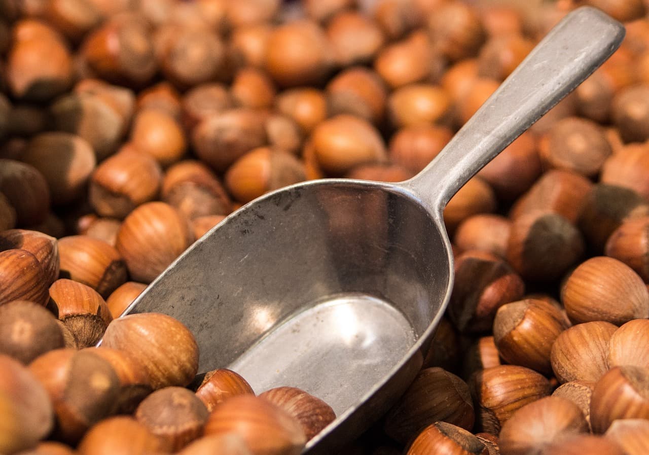 Bolu'da fındık hasadı başladı