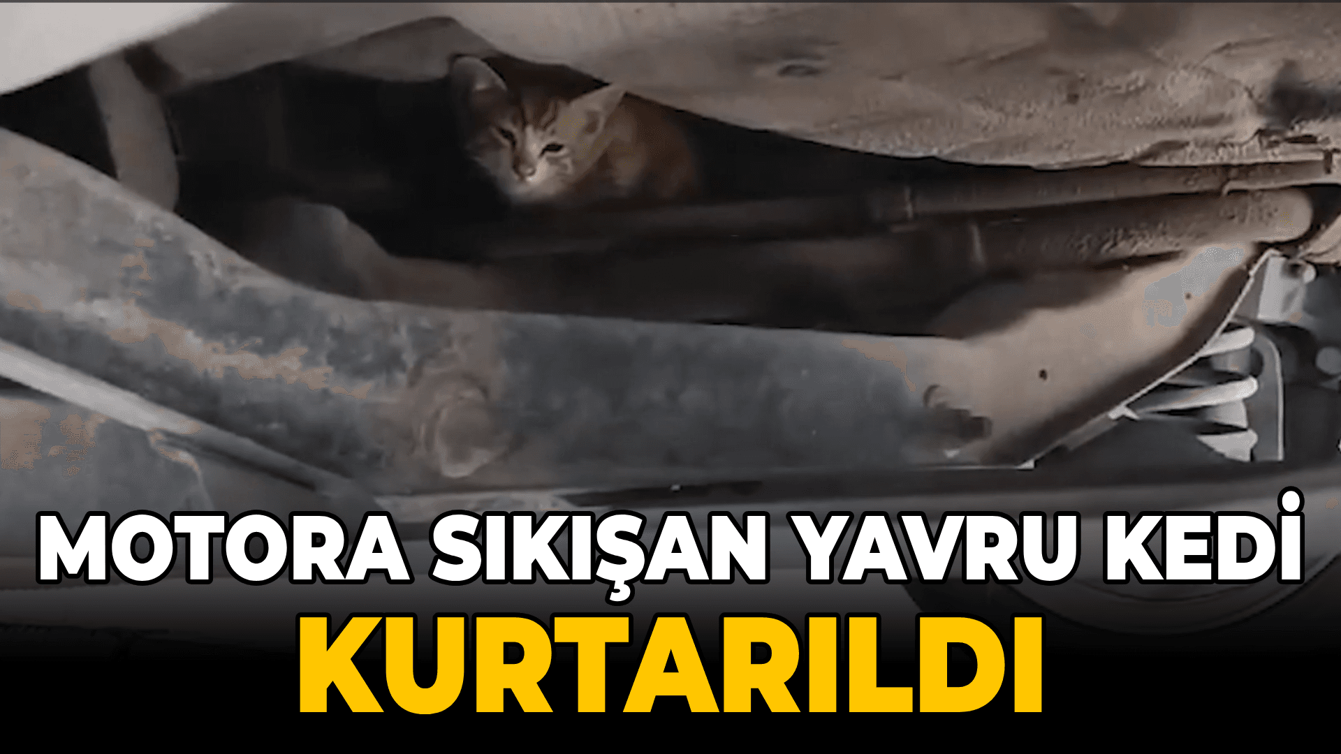 Karabük'te otomobilin motor kısmına sıkışan kedi yavrusu kurtarıldı