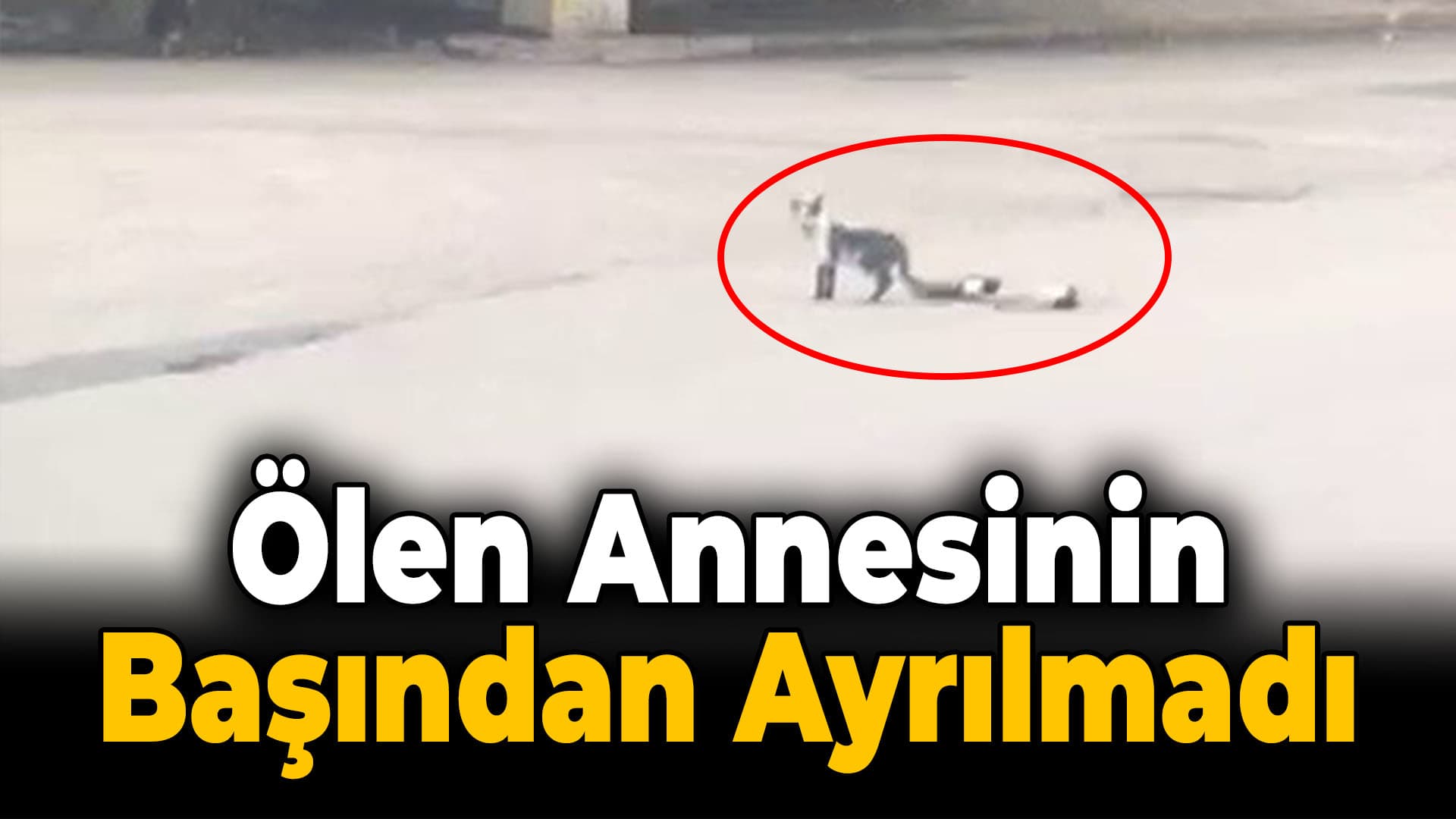 Karabük'te kedi yavrusu ölen annesinin başından ayrılmadı