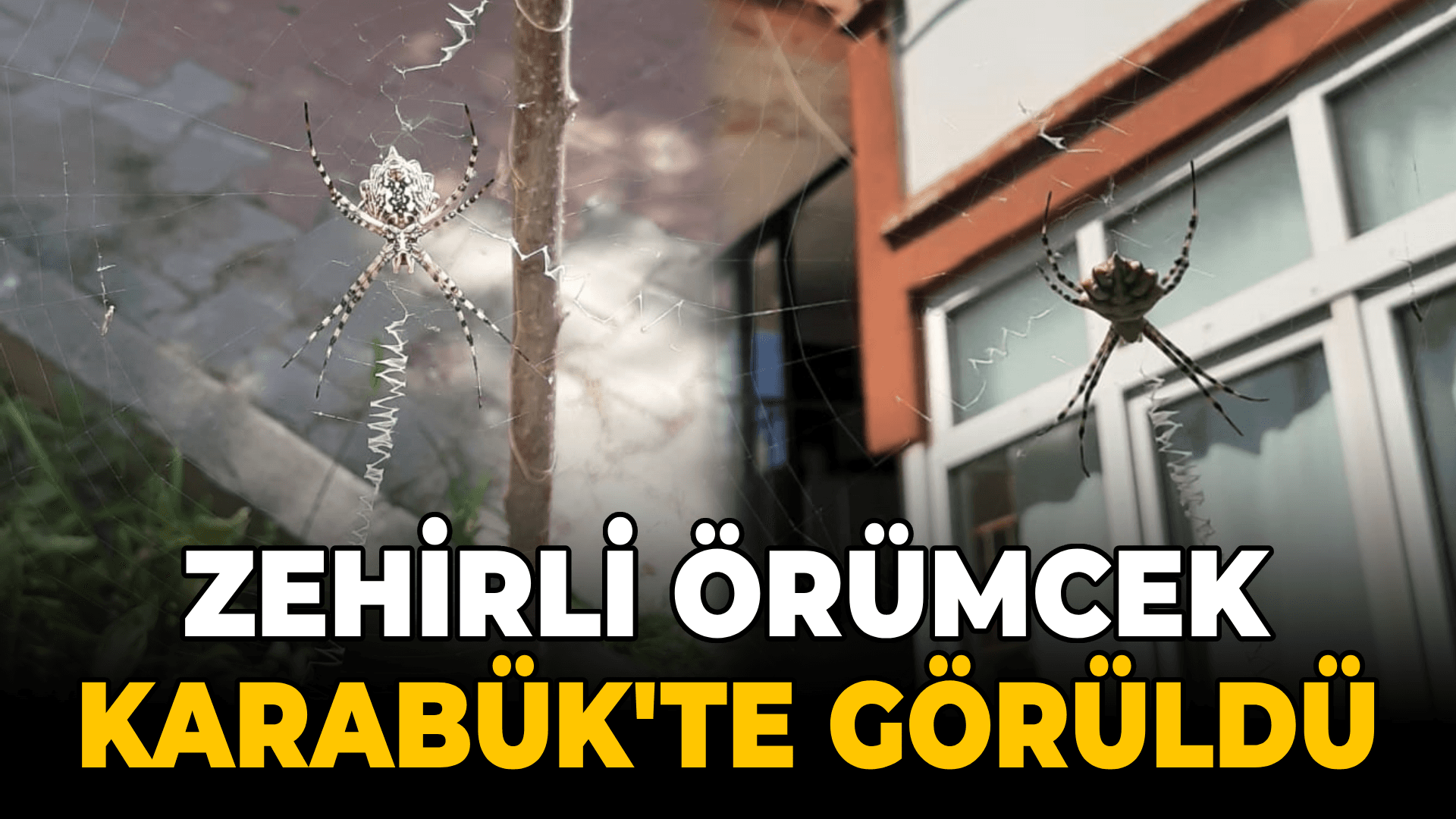 Karabük'te zehirli örümceklerden "argiope lobata" türüne rastlandı