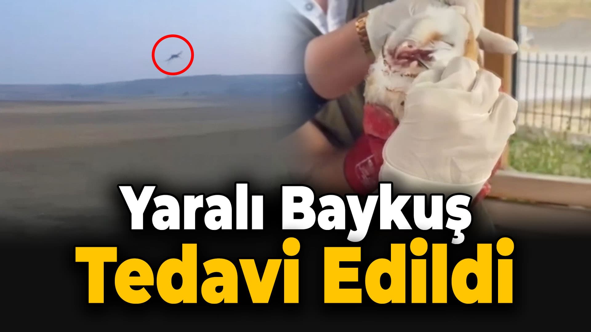 Karabük'te Bulunan Peçeli Baykuş Doğaya Salındı