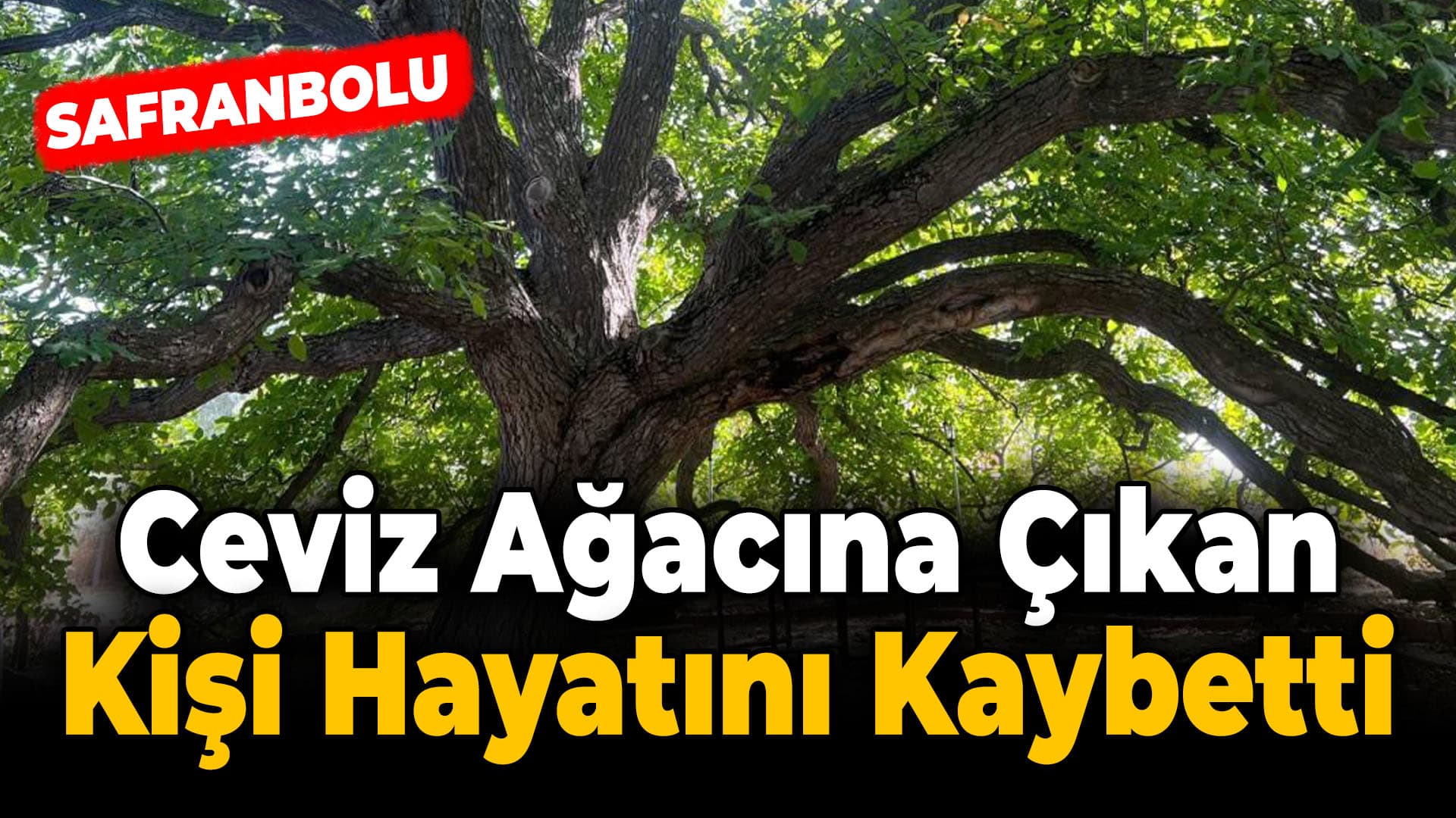 Safranbolu'da Çıktığı Ceviz Ağacından Düşen Kişi Öldü